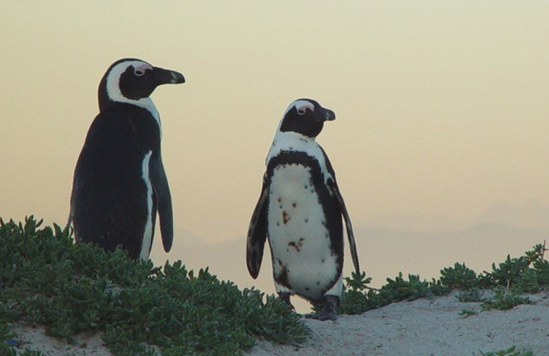 African Penguin Bands