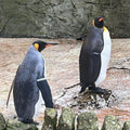 King Penguin Band  with between 4 and 8 characters