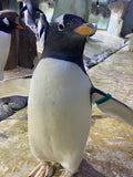 Gentoo Penguin Band - with between 4 and 8 characters