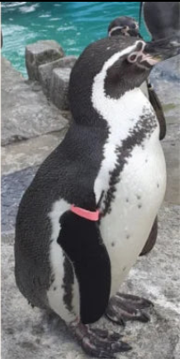 African Penguin Band with up to 3 characters