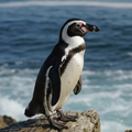Humboldt Penguin Band - two colour