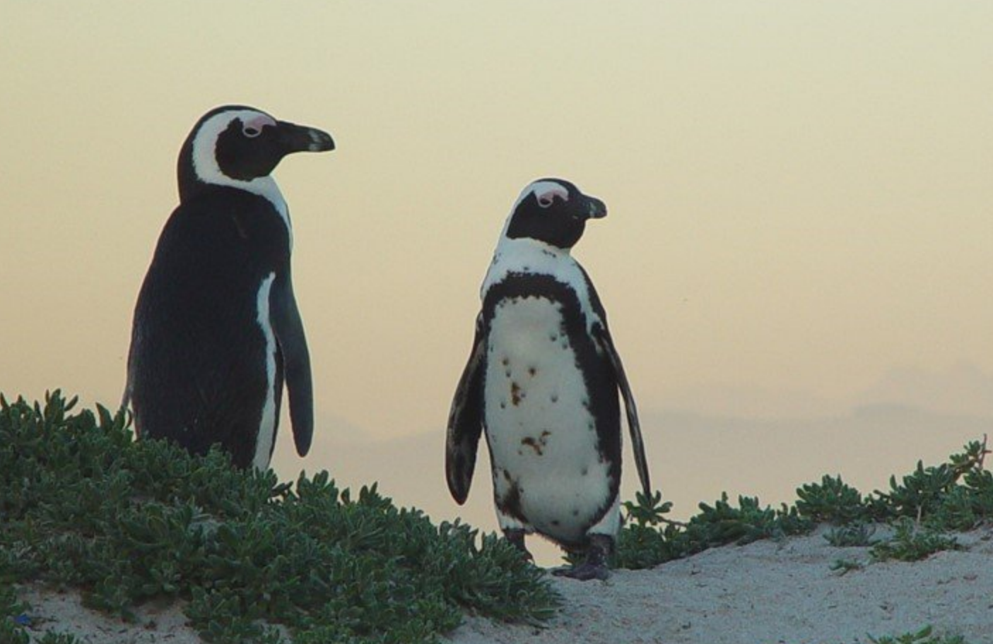 African Penguin Band - two colour