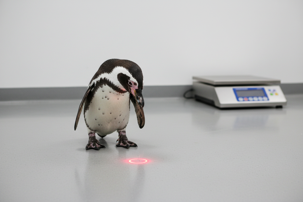 Penguin focused on clear laser spot